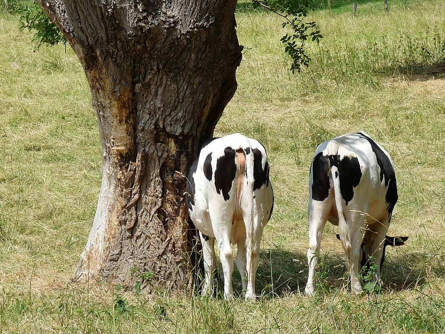 cows, pollarded willow, meadow, farm, grass, nature, rural Scene HD wallpaper