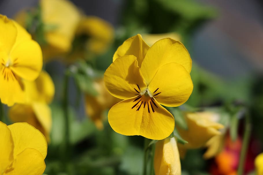 thoughts, flowers, nature, yellow, plant, flowering plant, fragility HD wallpaper