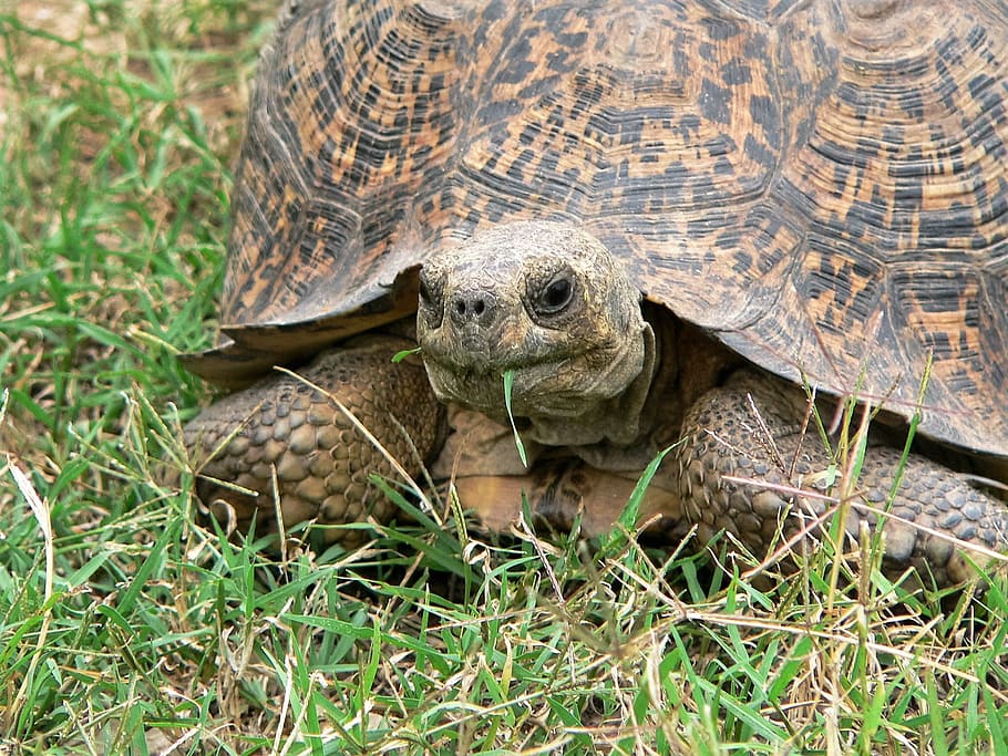 turtle, eat, grass, giant tortoise, africa, animal themes, animal wildlife HD wallpaper