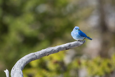 Hd Wallpaper Selective Focus Photography Of Bluebird Perched On Branch Mountain Bluebird Wallpaper Flare