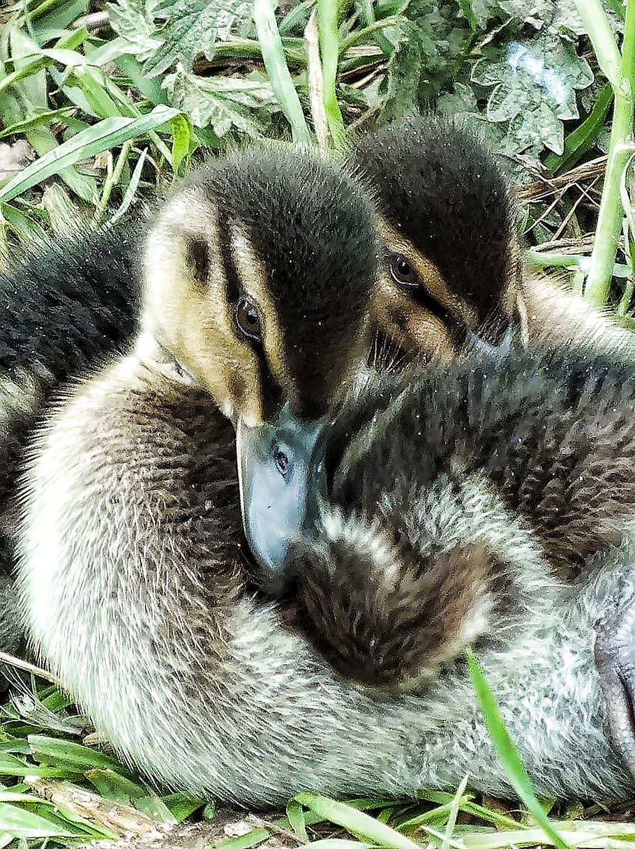 ducklings, tiny, little, babies, young, animal, nature, wildlife HD wallpaper