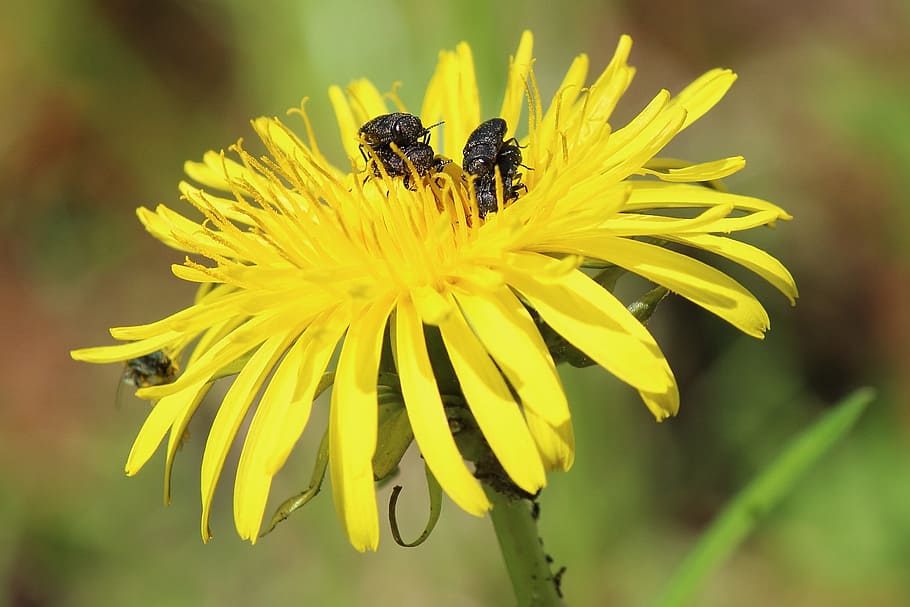 Dandelion, Insect, Beetle, Piggyback, flower, yellow, blossom HD wallpaper