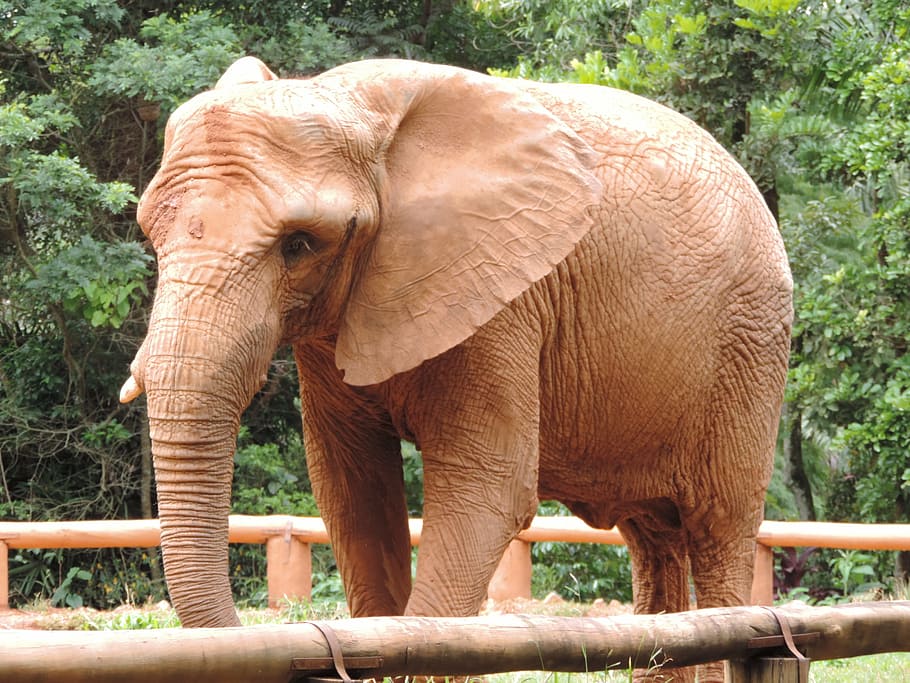 elephant, great, wild, wildlife, animal, nature, mammal, africa HD wallpaper