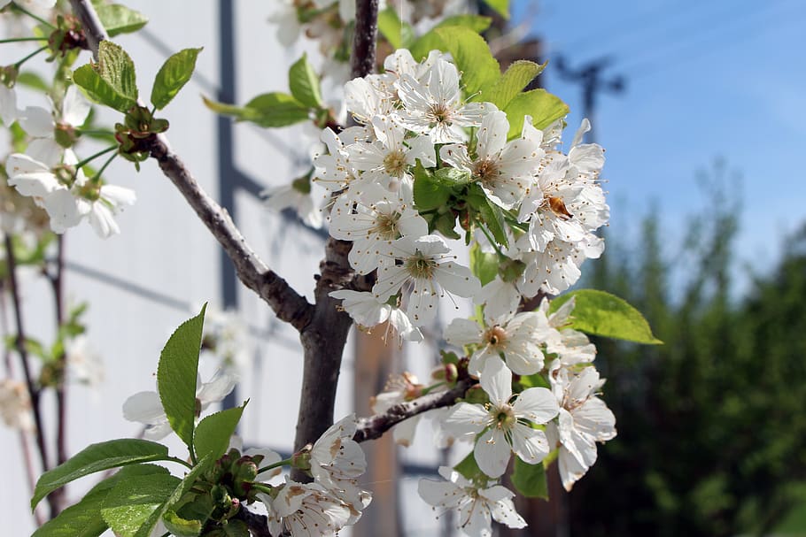 flower, tree, nature, plant, flowering plant, fragility, beauty in nature HD wallpaper