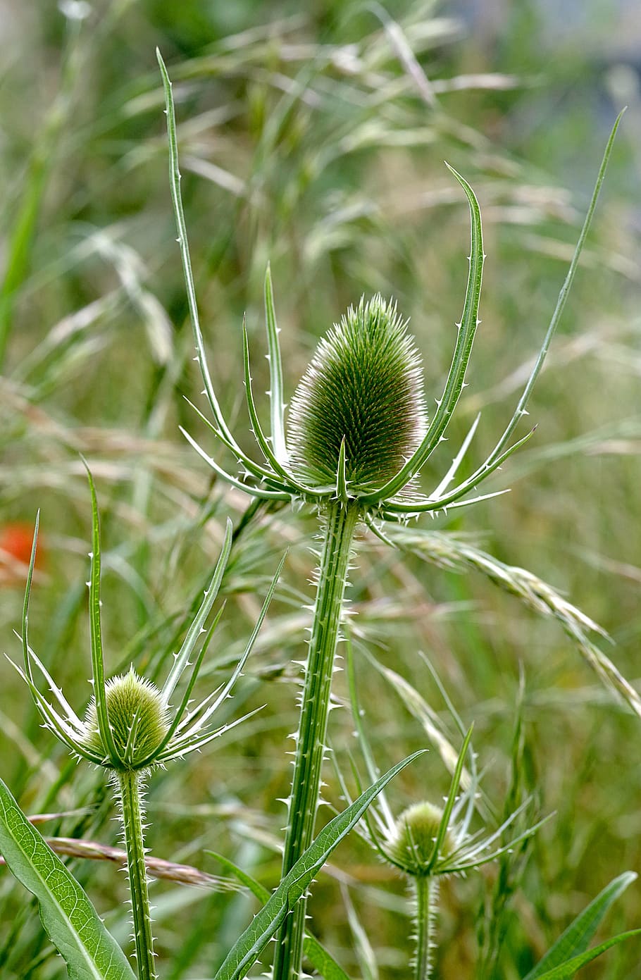 thistle, plant, dashing, drying, stinging, flora, meadow, spikes HD wallpaper