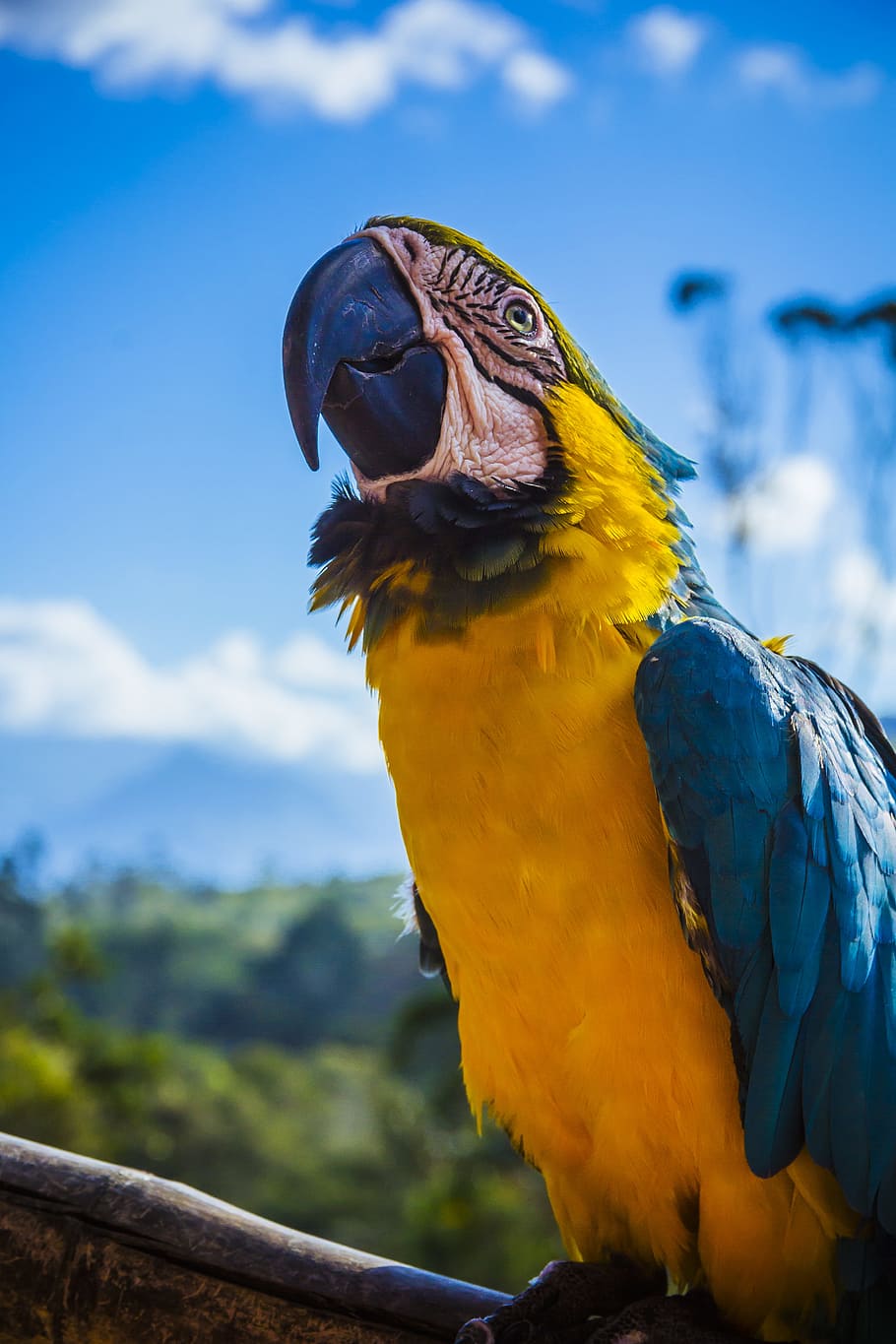 yellow and blue parrot perched on wood, yellow, blue, and white bird during daytime HD wallpaper