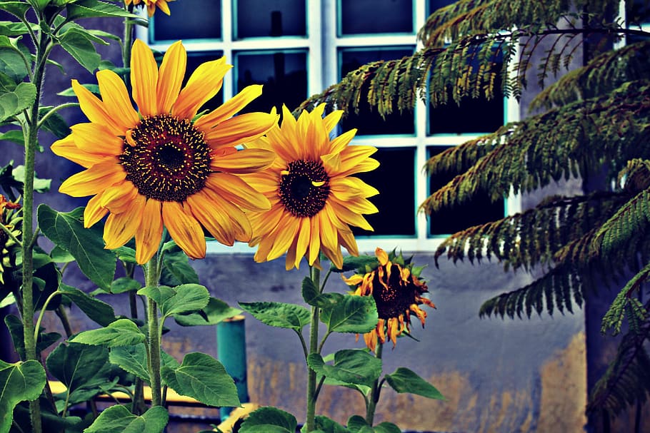 Photo of Three Sunflowers Near Window, art, beautiful, bloom HD wallpaper