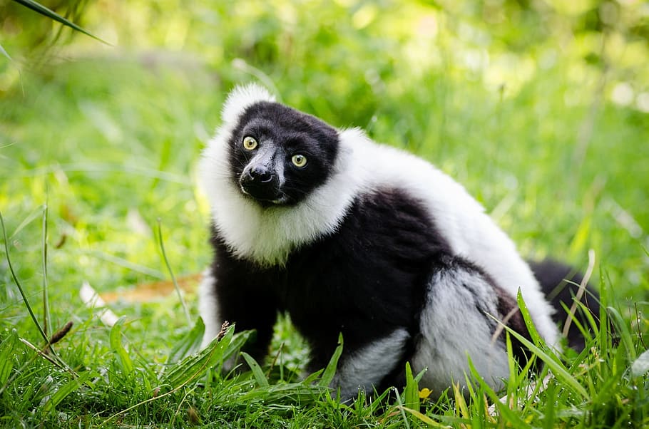 lemur, black, white, ruffed, portrait, forest, fur, looking, HD wallpaper