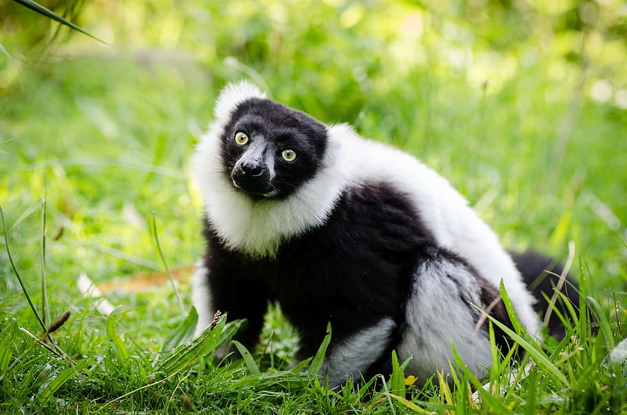 lemur, black, white, ruffed, portrait, forest, fur, looking HD wallpaper