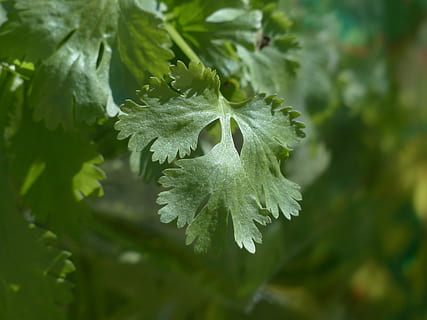 Coriander Background Images, HD Pictures and Wallpaper For Free Download |  Pngtree