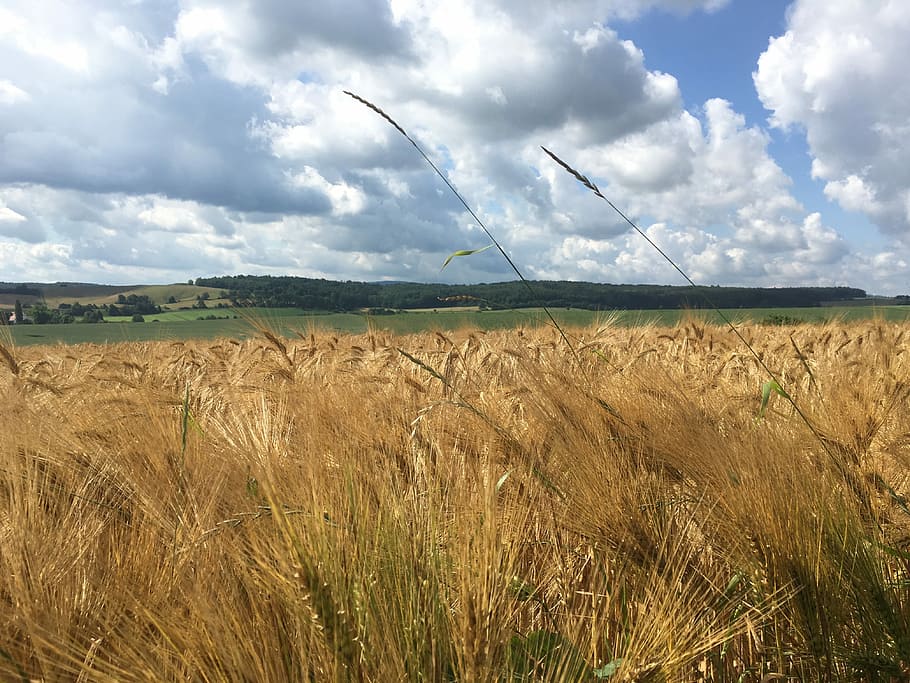 Cereals, Field, Grain, Wheat, sky, clouds, landscape, harvest HD wallpaper
