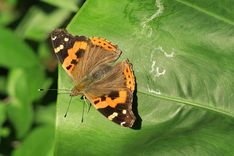 nature, insect, butterfly, animal wildlife, animal themes, butterfly - insect HD wallpaper