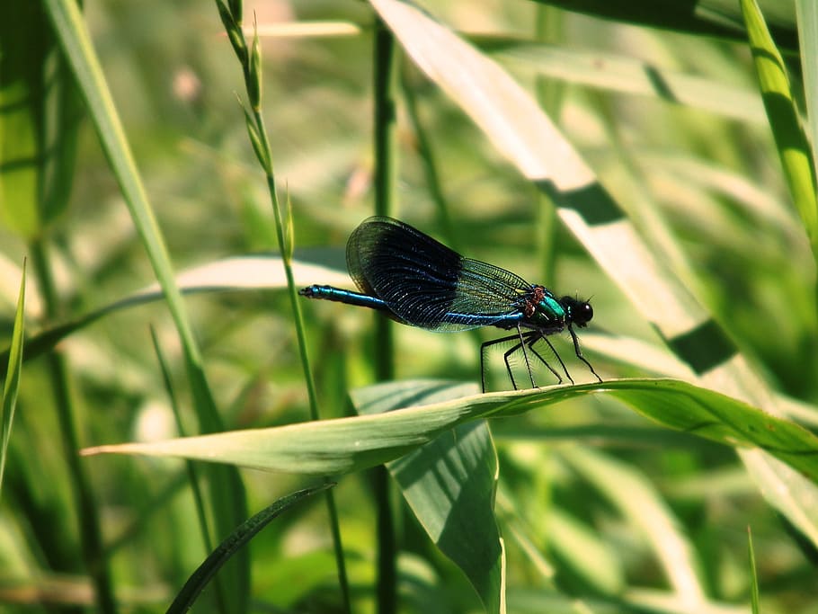 dragonfly, insect, halm, grass, bank, water, river, close, summer HD wallpaper