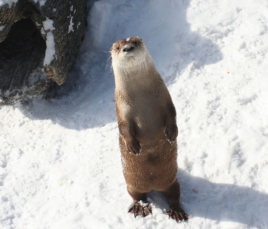 river otter wallpaper