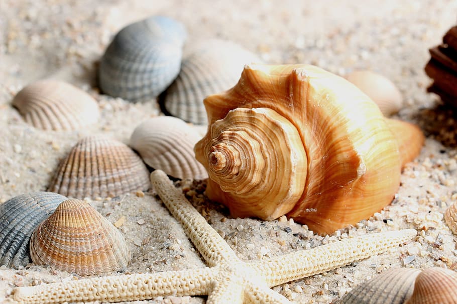 sea shells on sand, water, close, mussels, shellfish, marine life HD wallpaper