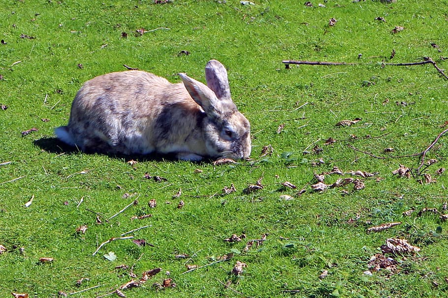 rabbit, hare, meadow, eating, animal, cute, graze, grass, mammal HD wallpaper