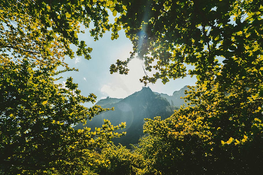 green leaf trees near mountain at daytime, mountain can be seen through tree leaves during daytime HD wallpaper