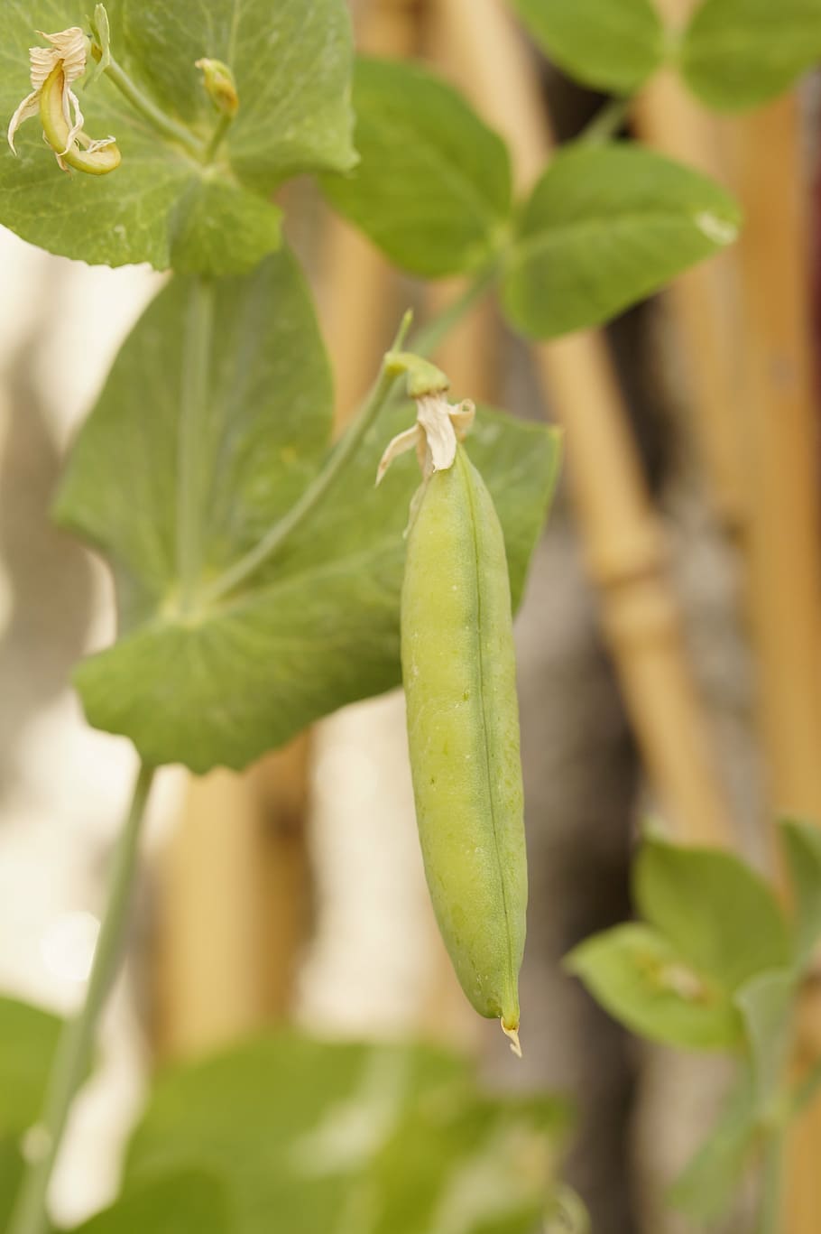 pea plant, pea pod, grow, vegetables, green, healthy, food, HD wallpaper