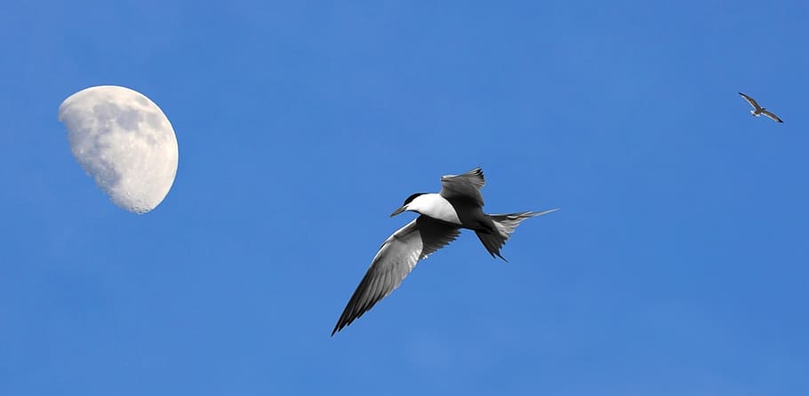 ceu, moon, bird, blue sky, seagull, day, nature, flying, animal wildlife HD wallpaper