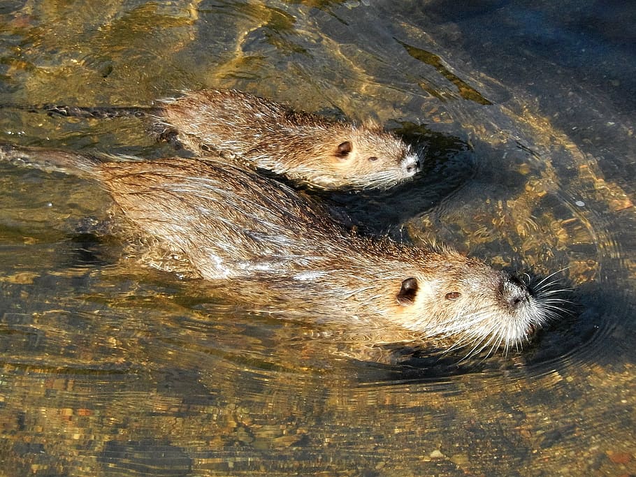 coypu, animals, river, otter, wildlife, mammal, nature, swimming Animal HD wallpaper