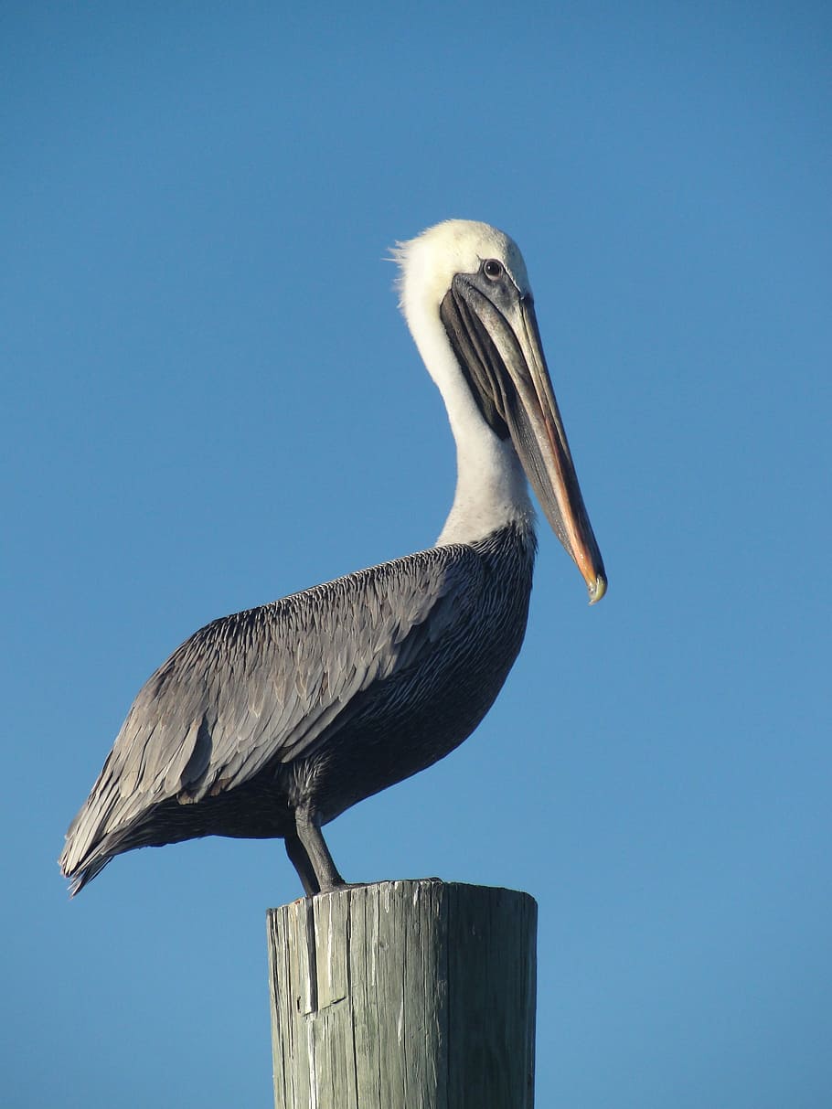 bird, pelican, fence, sky, beak, harbor, harbour, nature, wildlife, HD wallpaper