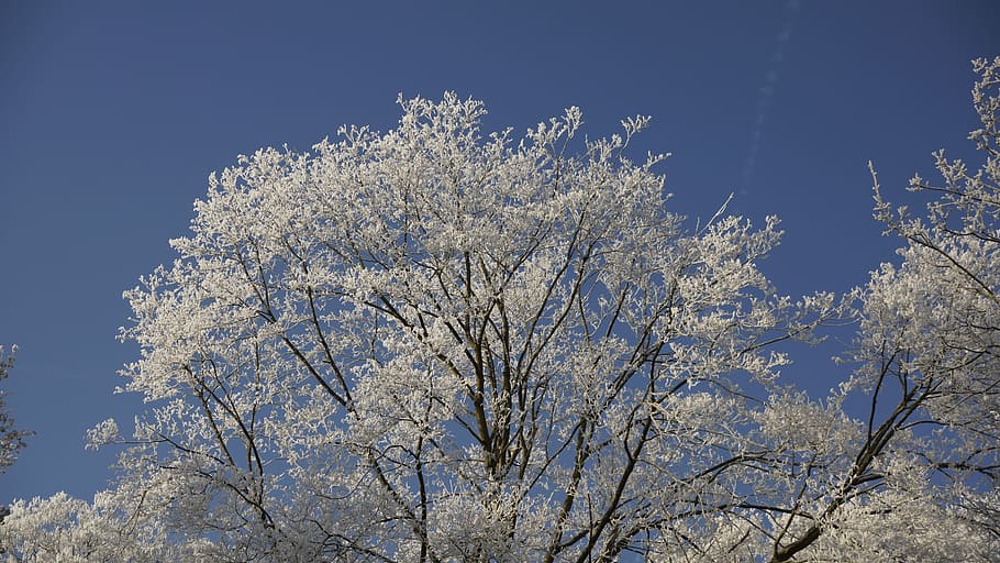 Treetop, Sky, Blue, Blue, Tree, White, Winter, ice, snow, crystal HD wallpaper