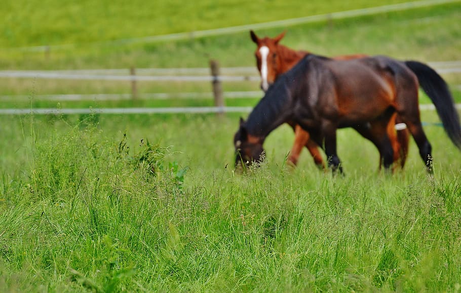 horses, for two, coupling, stallion, eat, paddock, brown, meadow HD wallpaper
