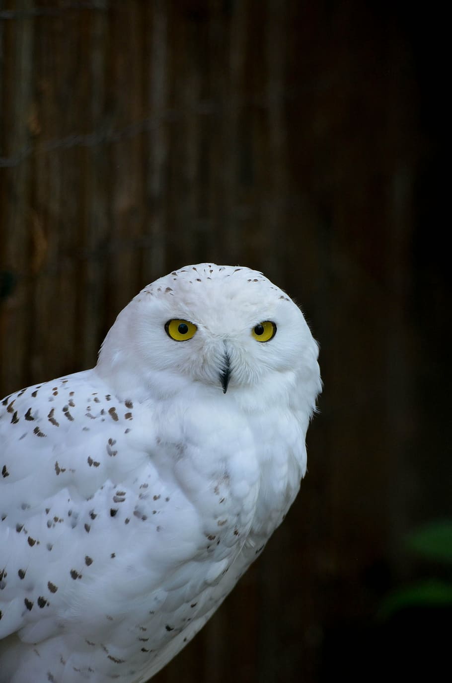 owl, zoo, portrait, bird, animal, nature, wildlife, beak, feather HD wallpaper