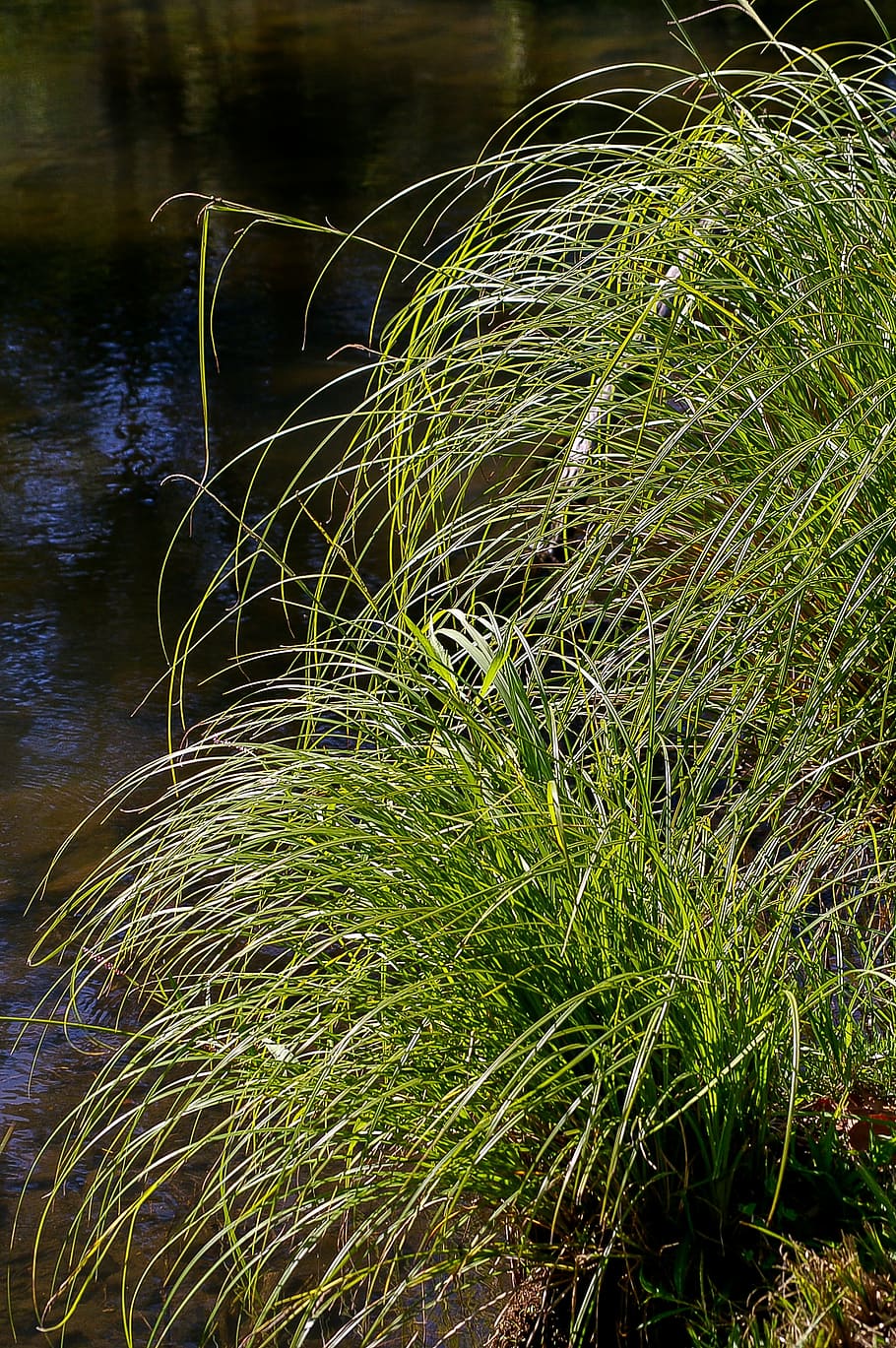 grass, green, water, river, wild, clumps, nature, fresh, plant HD wallpaper
