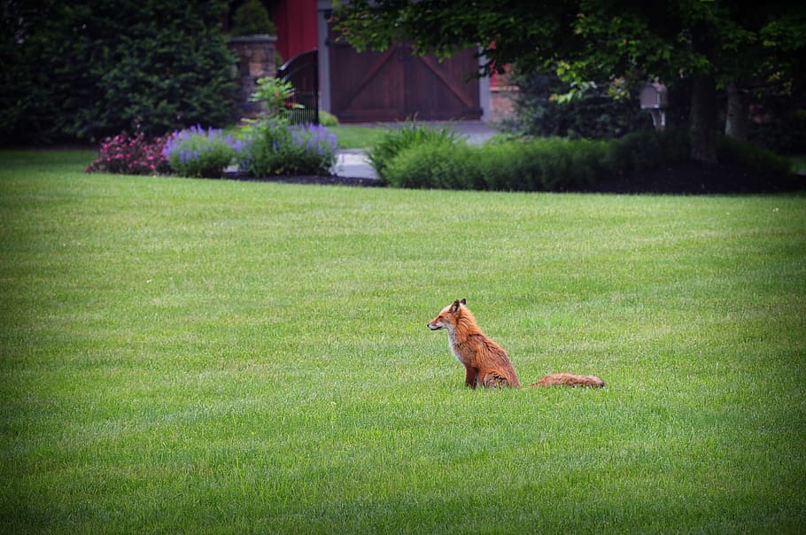 Fox, Wildlife, Grass, Carnivore, predator, outdoor, fur, canine HD wallpaper