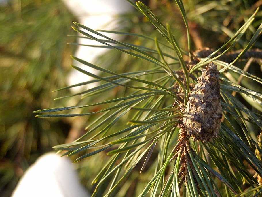 pine, pine cone, sprig, tree, needles, nature, forest, iglak HD wallpaper