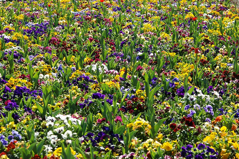 flowers, spring, flower bed, bloom, flowering plant, beauty in nature HD wallpaper