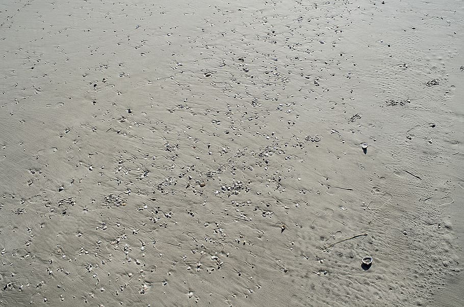 sand, shells, seashells, ocean city, jersey shore, beach, atlantic HD wallpaper