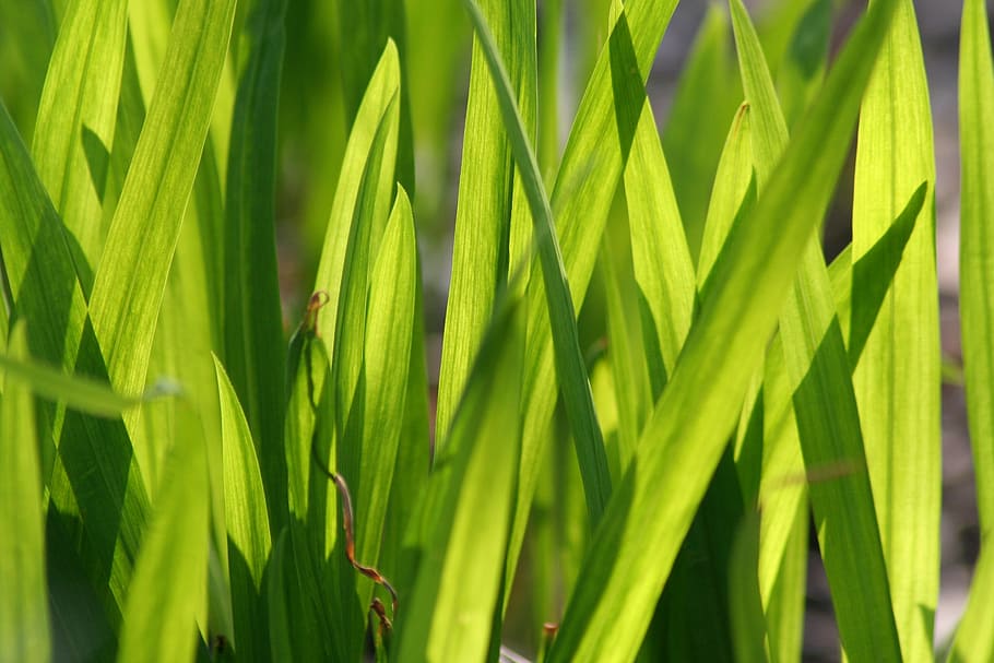 grass, texture, background, green color, growth, plant, leaf HD wallpaper