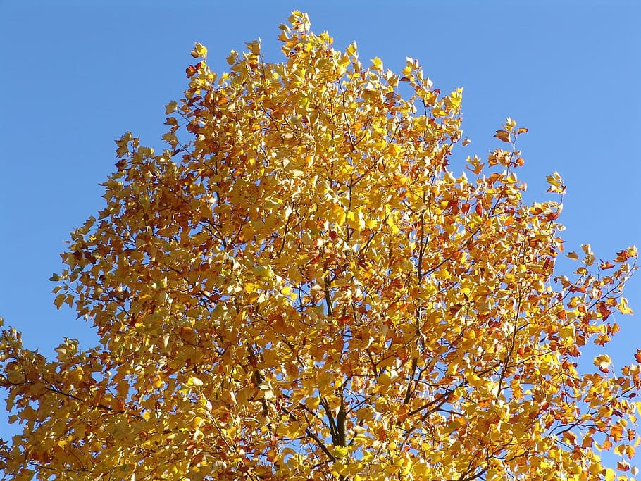 Autumn, Fall, Fall Foliage, Forest, october, tree, low angle view HD wallpaper