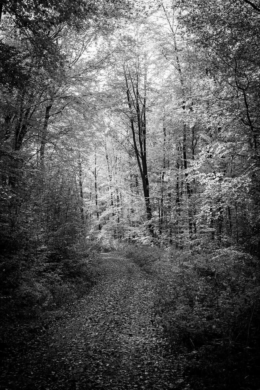 forest path, autumn, black and white, tree, land, plant, tranquility HD wallpaper