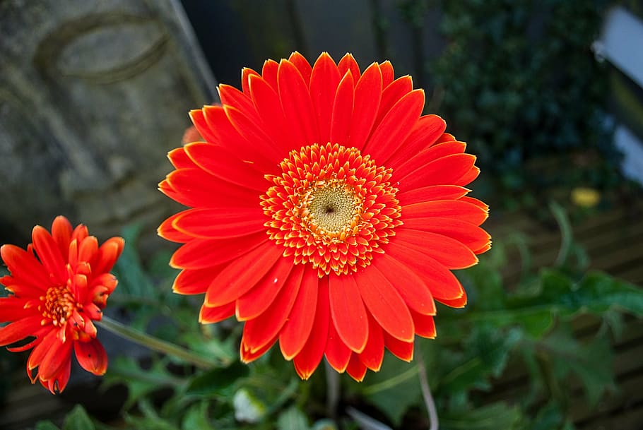 gerbera, flower, flowers, orange, flowering plant, red, petal, HD wallpaper