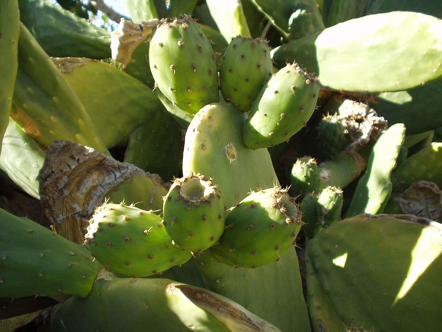 chile, cactus, prickly pear, sting, fruit, green color, succulent plant HD wallpaper