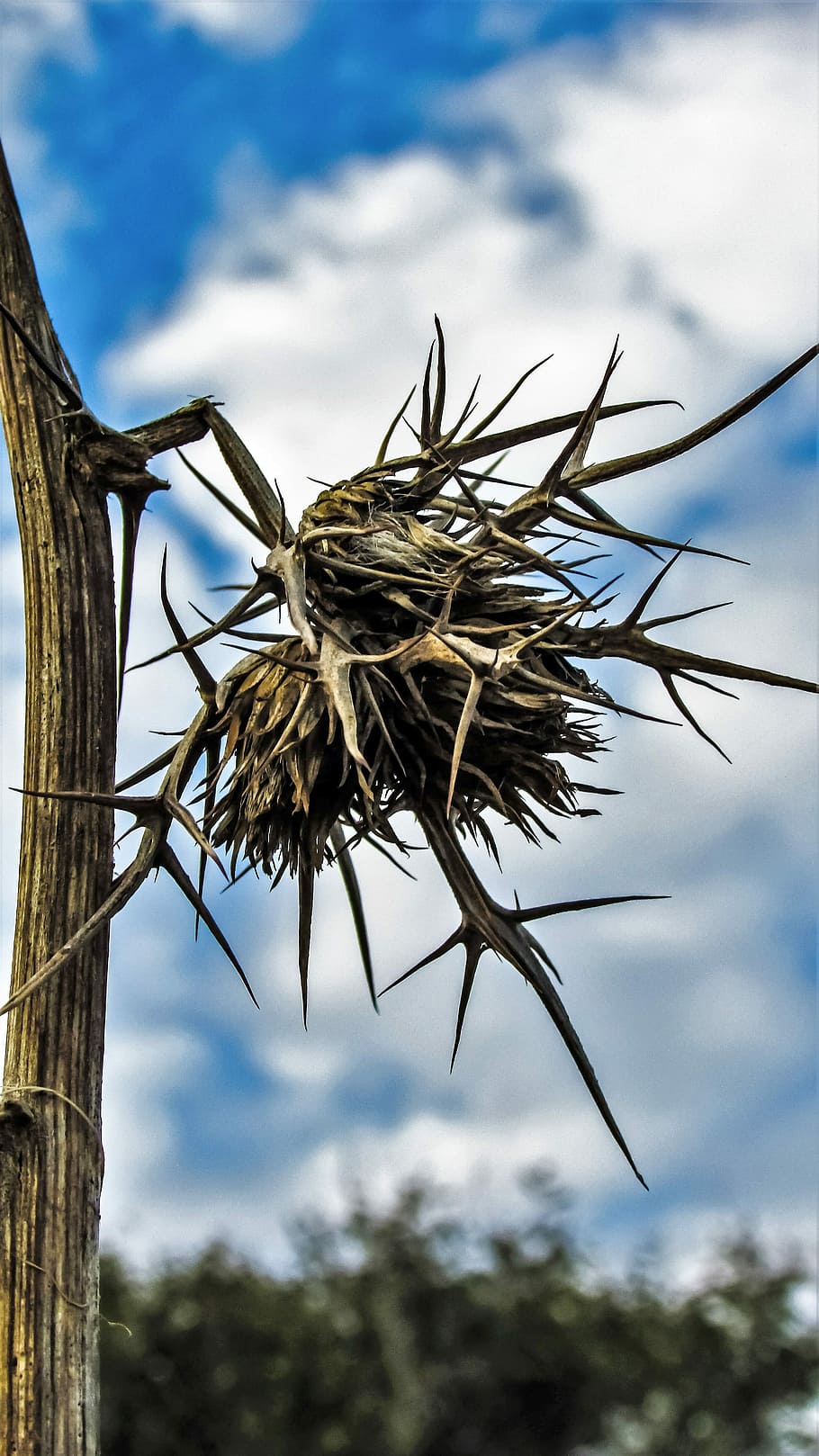 Thorns, Hurt, Sharp, cloud - sky, tree, outdoors, day, low angle view HD wallpaper