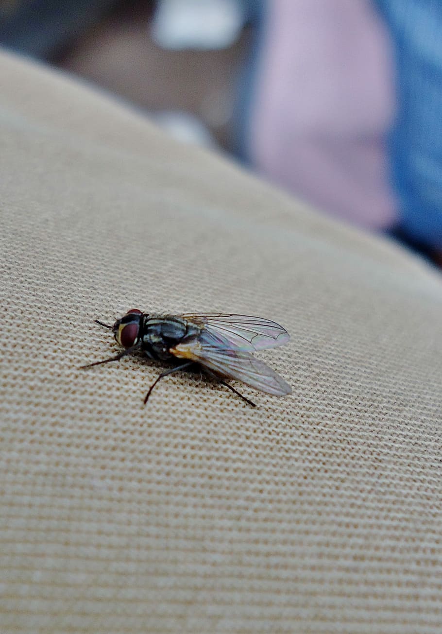 Fly, Insect, Macro, Nature, animal themes, one animal, animals in the wild HD wallpaper