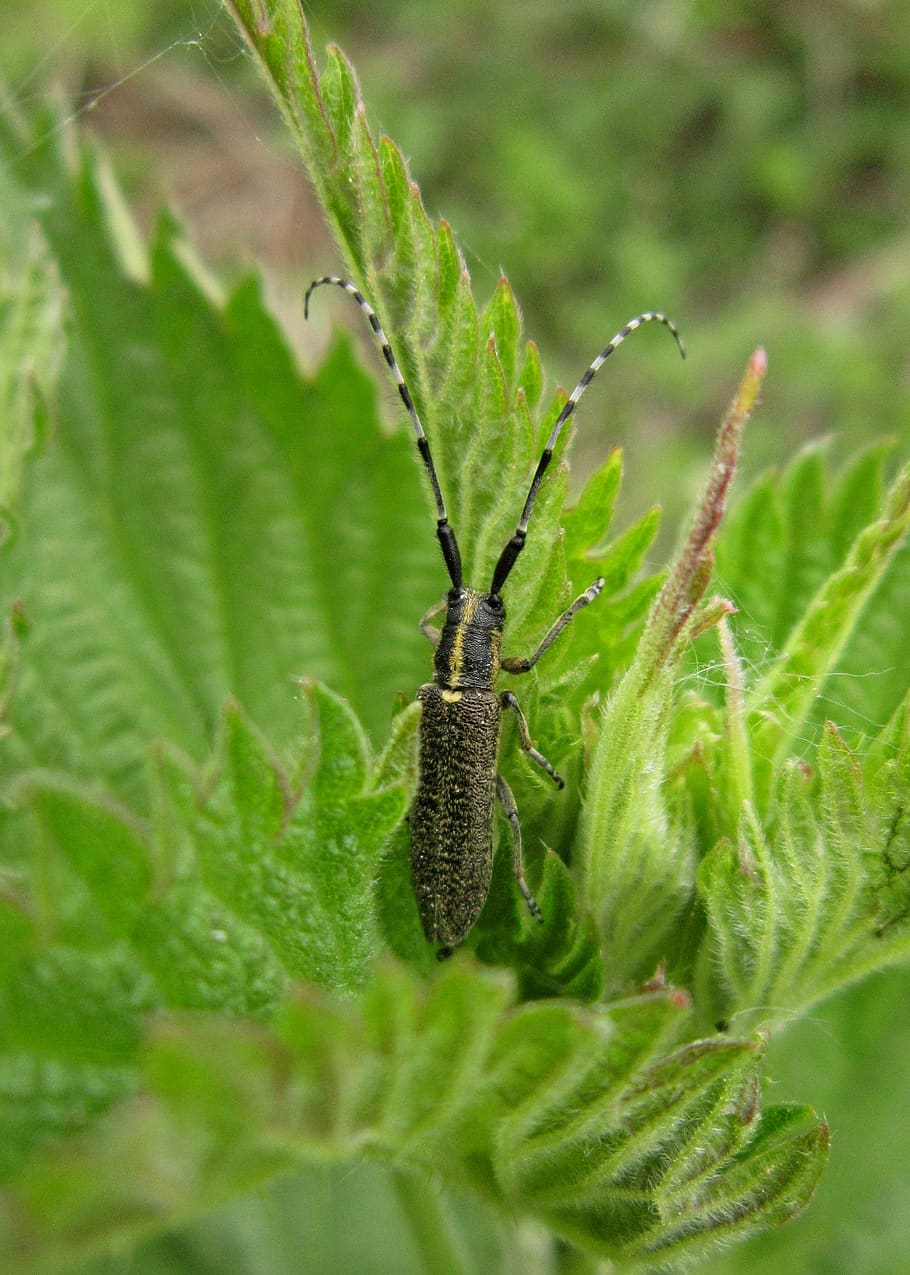bug, insect, beetle, longhorn beetle, plant, green, nature, HD wallpaper