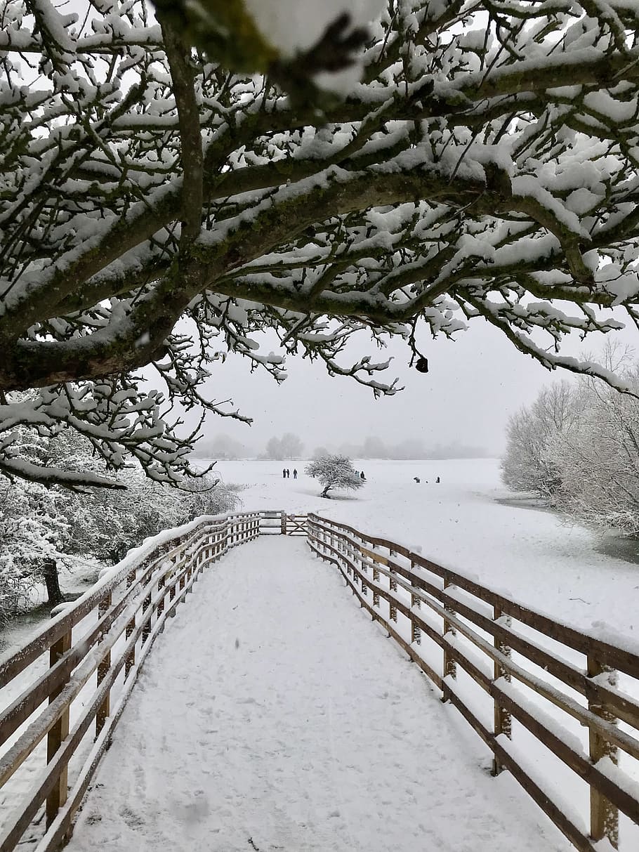 winter, snow, tree, nature, season, cold, frozen, cold temperature HD wallpaper