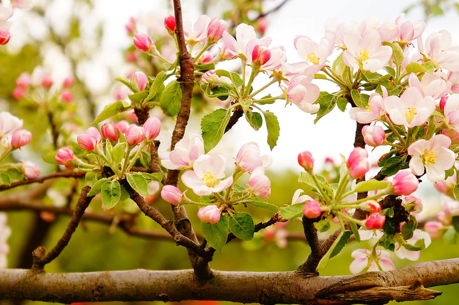 tree, fruit, flowers, twigs, plant, growth, flowering plant HD wallpaper