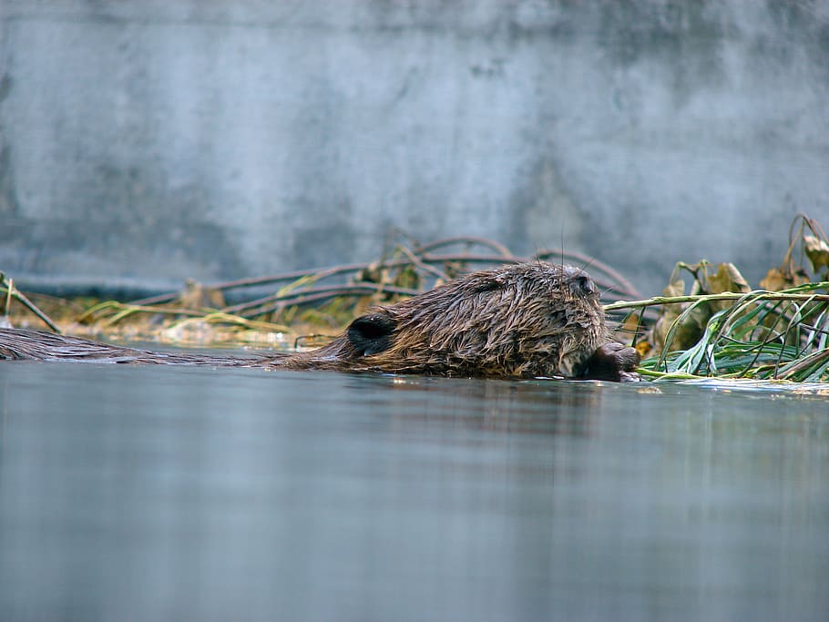 beaver, water, floats, animals, gnaw, animal themes, one animal HD wallpaper