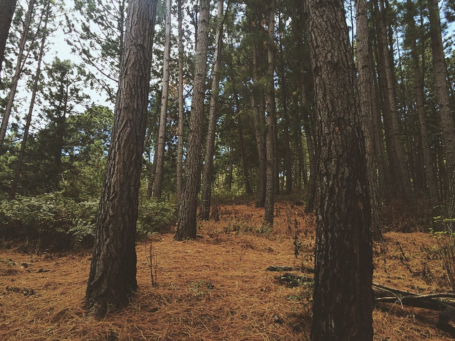 forest, leaves, solo, park, autumn, nature, trees, path, green HD wallpaper