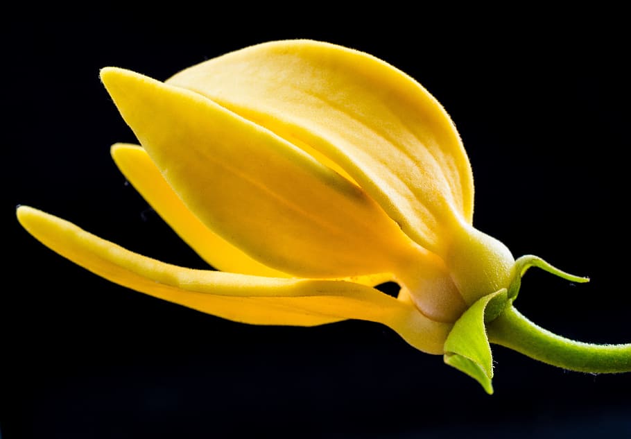 blossom, bloom, flower, yellow, close, nature, petal, plant HD wallpaper