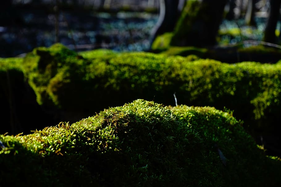 moss, forest, tree trunks, bemoost, green, tree stump, mystical HD wallpaper