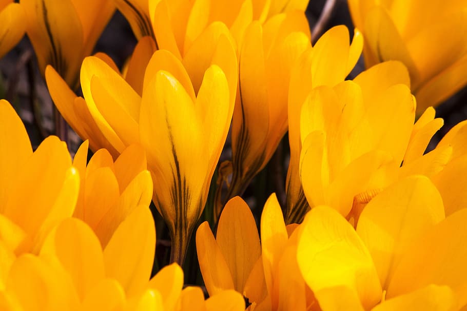 shallow focus photography of yellow flowers, crocus, schwertliliengewaechs, HD wallpaper