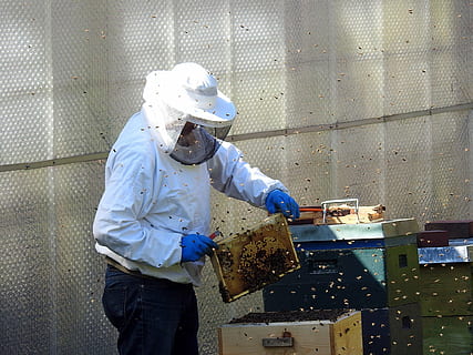 person wearing hazmat suit holding beekeeping frame, beekeeper HD wallpaper