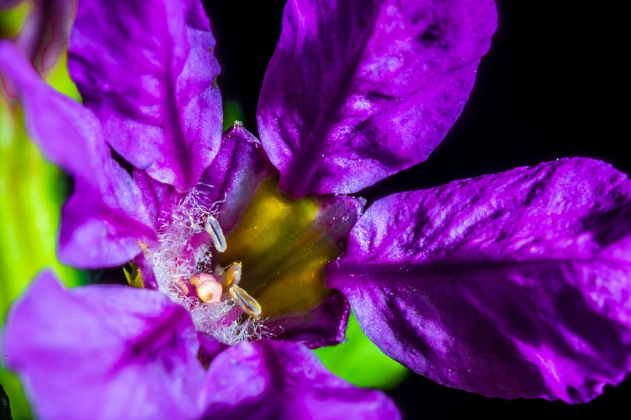 Small, Flower, Blossom, Bloom, Macro, small flower, violet HD wallpaper